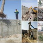 درخت ۴۱ ساله در مسیر عملیات عمرانی خیابان شهید نقاوت جابجا شد