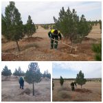 عملیات تشتک گذاری به منظور اصلاح و آزادسازی تشتک درختانی که آبخوری مناسبی نداشته انجام میشود