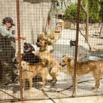 اجرای طرح جمع آوری سگ های ولگرد در صالحیه