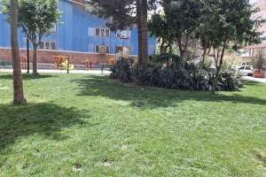 بازپیرایی چمن بوستان‌های شهر صالحیه؛ ارتقاء زیبایی و کیفیت فضای سبز