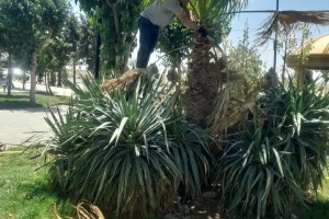 بازپیرایی فضای سبز بوستان‌های سطح شهر صالحیه