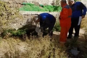  آغاز دور جدید طرح طعمه‌گذاری و مبارزه با حیوانات موذی در شهر صالحیه