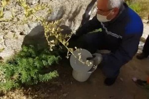  آغاز دور جدید طرح طعمه‌گذاری و مبارزه با حیوانات موذی در شهر صالحیه