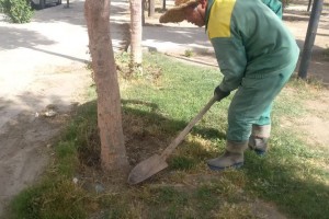 اقدامات تازه اداره سیما، منظر و فضای سبز شهرداری صالحیه برای بهبود کیفیت محیط شهری