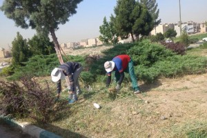 اقدامات تازه اداره سیما، منظر و فضای سبز شهرداری صالحیه برای بهبود کیفیت محیط شهری