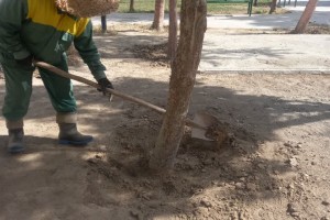 اقدامات تازه اداره سیما، منظر و فضای سبز شهرداری صالحیه برای بهبود کیفیت محیط شهری