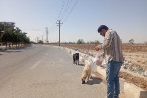 اجرای مستمر طرح جمع‌آوری و کنترل جمعیت سگ‌های ولگرد در شهر صالحیه