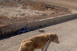 اجرای مستمر طرح جمع‌آوری و کنترل جمعیت سگ‌های ولگرد در شهر صالحیه