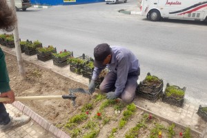  کاشت گل‌های فصلی در رفیوژ میانی بلوار ولیعصر(عج)