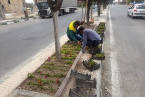  کاشت گل‌های فصلی در رفیوژ میانی بلوار ولیعصر(عج)