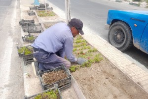  کاشت گل‌های فصلی در رفیوژ میانی بلوار ولیعصر(عج)