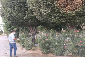 اجرای عملیات سم‌پاشی درختان بوستان‌ها برای ارتقای سلامت و شادابی فضای سبز