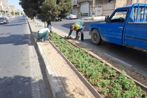  گلکاری بلوار ولیعصر(عج) به همت کارکنان زحمتکش فضای سبز