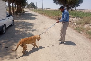 دور جدید عملیات جمع‌آوری سگ‌های ولگرد در صالحیه