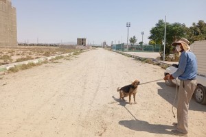 دور جدید عملیات جمع‌آوری سگ‌های ولگرد در صالحیه