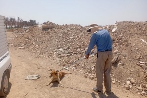 دور جدید عملیات جمع‌آوری سگ‌های ولگرد در صالحیه