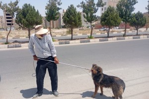 دور جدید عملیات جمع‌آوری سگ‌های ولگرد در صالحیه