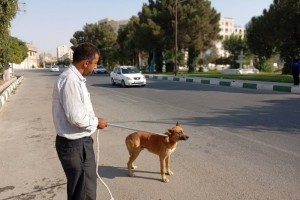 دور جدید عملیات جمع‌آوری سگ‌های ولگرد در صالحیه