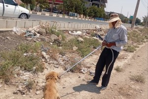دور جدید عملیات جمع‌آوری سگ‌های ولگرد در صالحیه