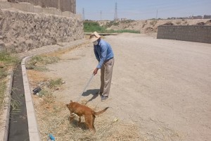 دور جدید عملیات جمع‌آوری سگ‌های ولگرد در صالحیه
