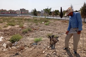 دور جدید عملیات جمع‌آوری سگ‌های ولگرد در صالحیه