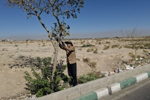 هرس پاجوش درختان سطح شهر 