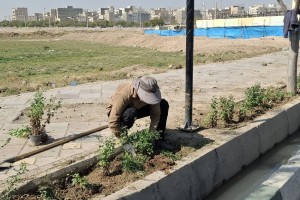 کاشت گل‌های داودی در مسیر ورودی خیابان ولیعصر(عج) 