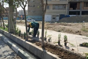 کاشت گل‌های داودی در مسیر ورودی خیابان ولیعصر(عج) 