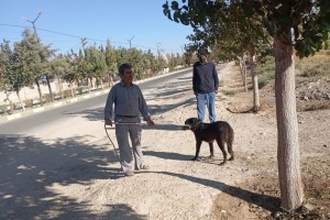 تداوم جمع‌آوری سگ‌های ولگرد در شهر صالحیه