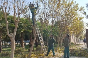 اجرای طرح گسترده هرس و بازپیرایی درختان در بوستان‌های سطح شهر صالحیه