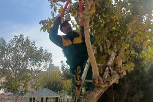 اجرای طرح گسترده هرس و بازپیرایی درختان در بوستان‌های سطح شهر صالحیه
