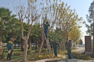 اجرای طرح گسترده هرس و بازپیرایی درختان در بوستان‌های سطح شهر صالحیه