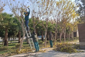 اجرای طرح گسترده هرس و بازپیرایی درختان در بوستان‌های سطح شهر صالحیه