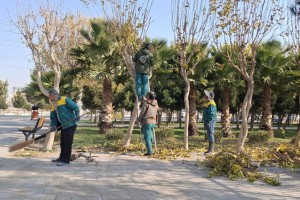 اجرای طرح گسترده هرس و بازپیرایی درختان در بوستان‌های سطح شهر صالحیه