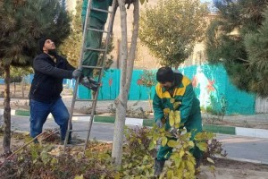 اجرای طرح گسترده هرس و بازپیرایی درختان در بوستان‌های سطح شهر صالحیه