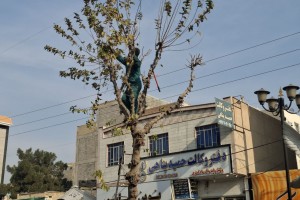 عملیات هرس درختان رفیوژ خیابان ولیعصر(عج)