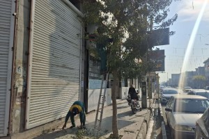 عملیات هرس درختان رفیوژ خیابان ولیعصر(عج)