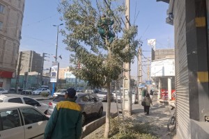 عملیات هرس درختان رفیوژ خیابان ولیعصر(عج)