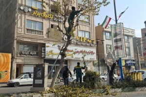 عملیات هرس درختان رفیوژ خیابان ولیعصر(عج)