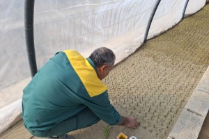 تکثیر قلمه&zwnj;های رز برای طراوت&zwnj;بخشی به سیمای شهر صالحیه