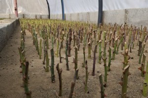 تکثیر قلمه&zwnj;های رز برای طراوت&zwnj;بخشی به سیمای شهر صالحیه