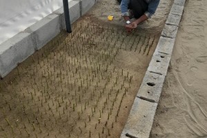 تکثیر قلمه&zwnj;های رز برای طراوت&zwnj;بخشی به سیمای شهر صالحیه