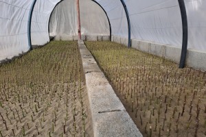 تکثیر قلمه&zwnj;های رز برای طراوت&zwnj;بخشی به سیمای شهر صالحیه