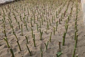 تکثیر قلمه&zwnj;های رز برای طراوت&zwnj;بخشی به سیمای شهر صالحیه