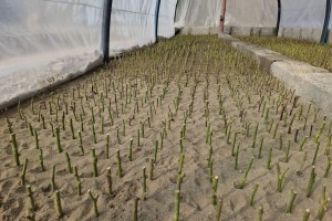 تکثیر قلمه&zwnj;های رز برای طراوت&zwnj;بخشی به سیمای شهر صالحیه