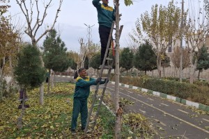  هرس اصولی درختان پارک خطی نهج&zwnj;البلاغه با هدف ارتقای ایمنی و شادابی فضای سبز