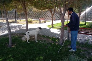  کنترل جمعیت سگهای ولگرد؛ اقدام مستمر شهرداری صالحیه