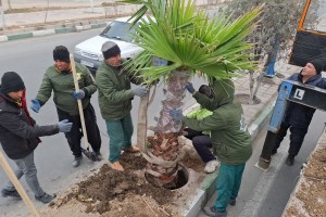  ​تحول در سیمای بصری شهر صالحیه؛ جلوه&zwnj;ای زیبا و چشم&zwnj;نواز با نخل&zwnj;های پالم