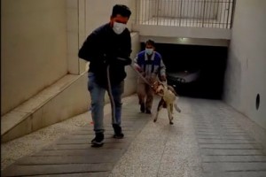  استمرار طرح جمع&zwnj;آوری سگ&zwnj;های بلاصاحب در صالحیه