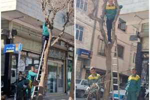 ساماندهی و هرس درختان خیابان شهید باهنر